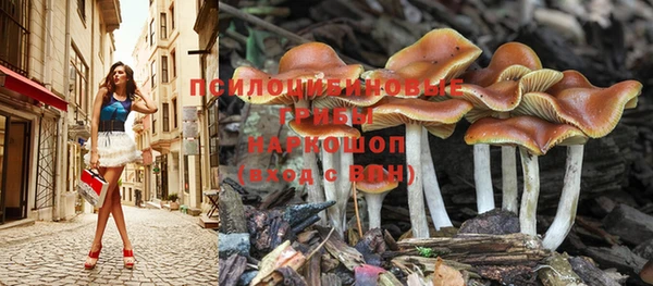 a pvp Бородино